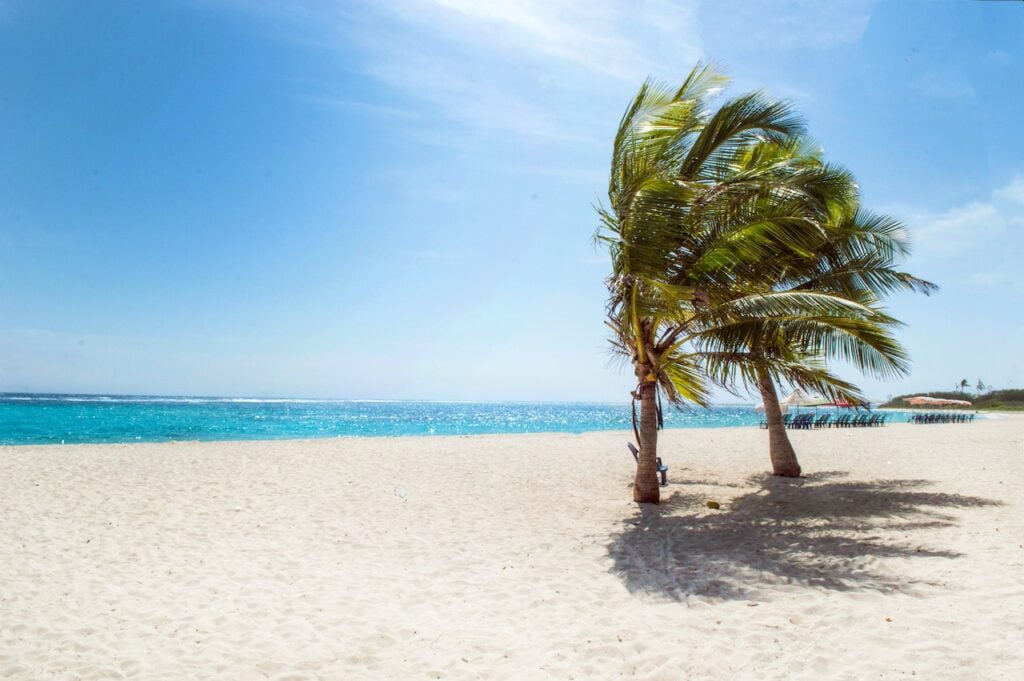Palm trees, ocean white sand beach