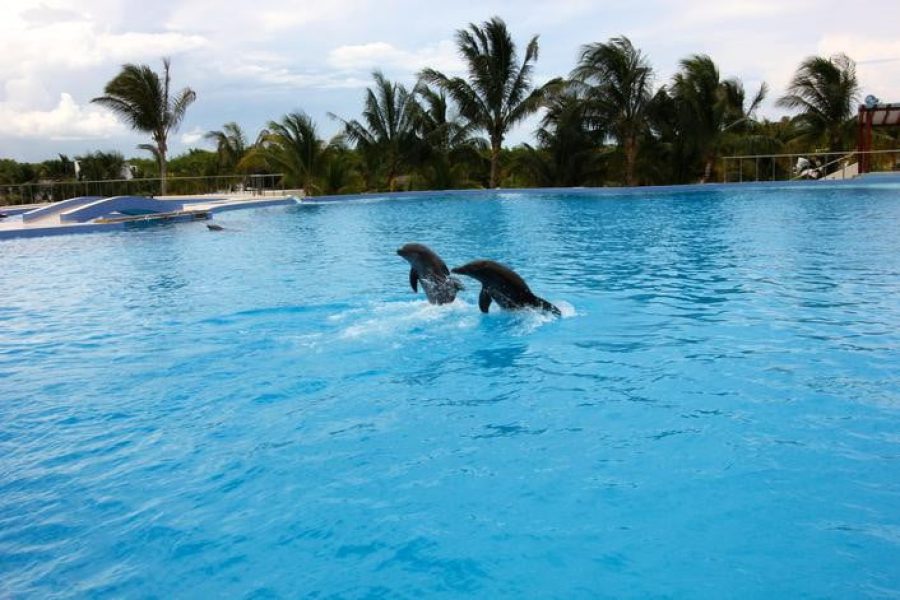 WEBIMG134394_DolphinEnclosure_131016190252-qbs8w95o5cqe6er67au1pmwbt087ity19xp1qmsdbk
