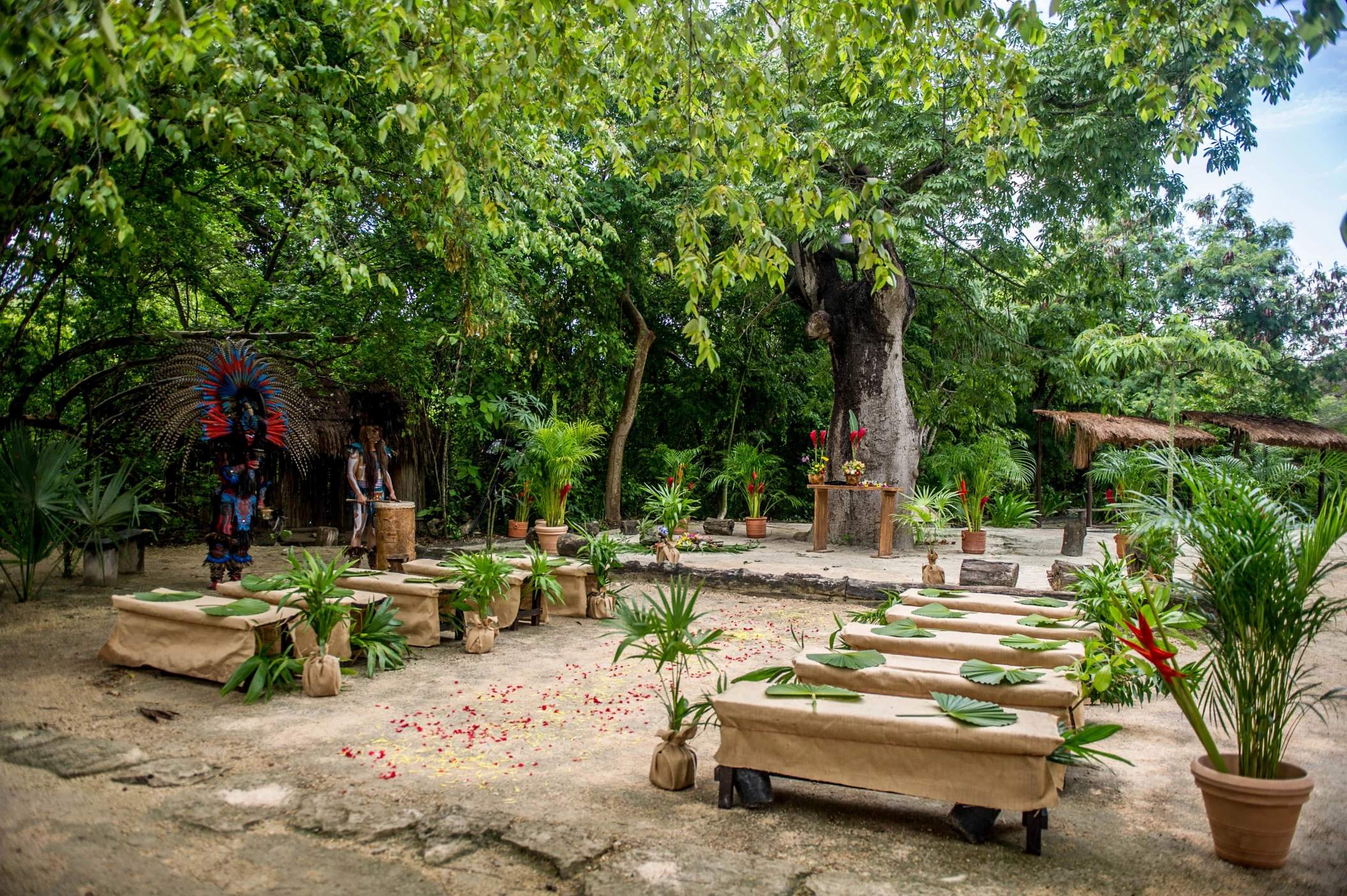 La Ceiba Kapok Tree